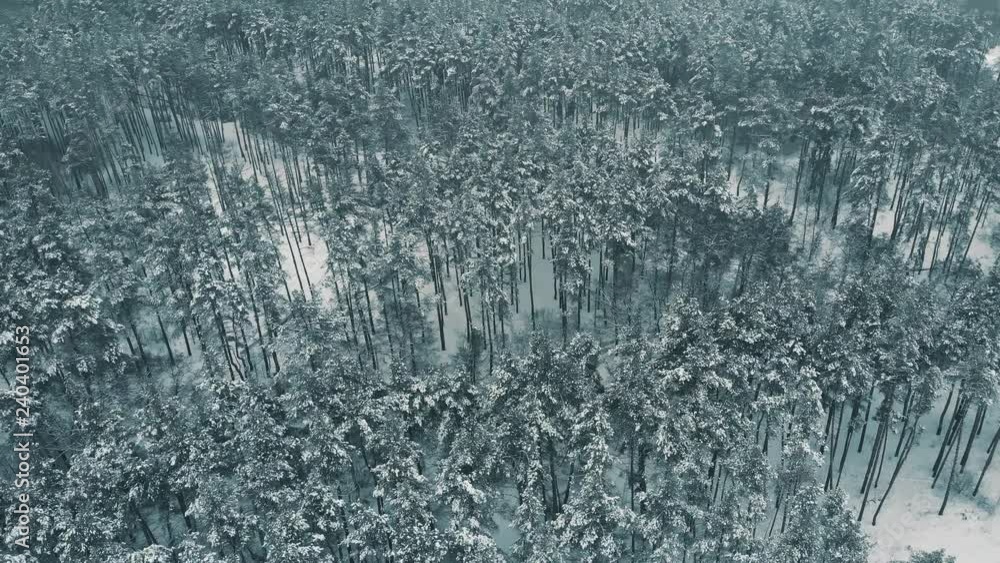 Aerial view of winter forest in foggy day, flying on drone above trees, beautiful snowy nature landscape panorama, blue Aerial view of winter forest in foggy day, flying on drone above trees, beautiful snowy nature landscape panorama, blue
