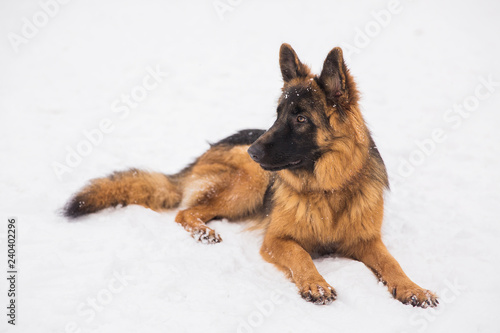 Beautiful brown shepherd lying on the snow in a park © alexander132