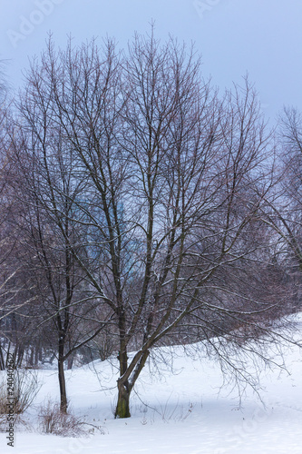 Winter tree against blue sky