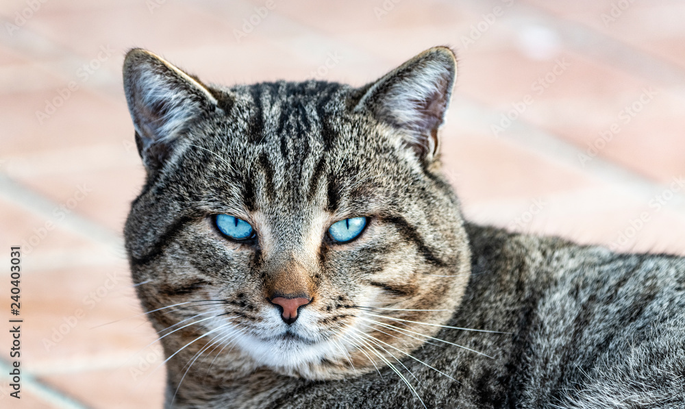 Gatto tigrato con occhi azzurri, primo piano del musetto Photos | Adobe  Stock