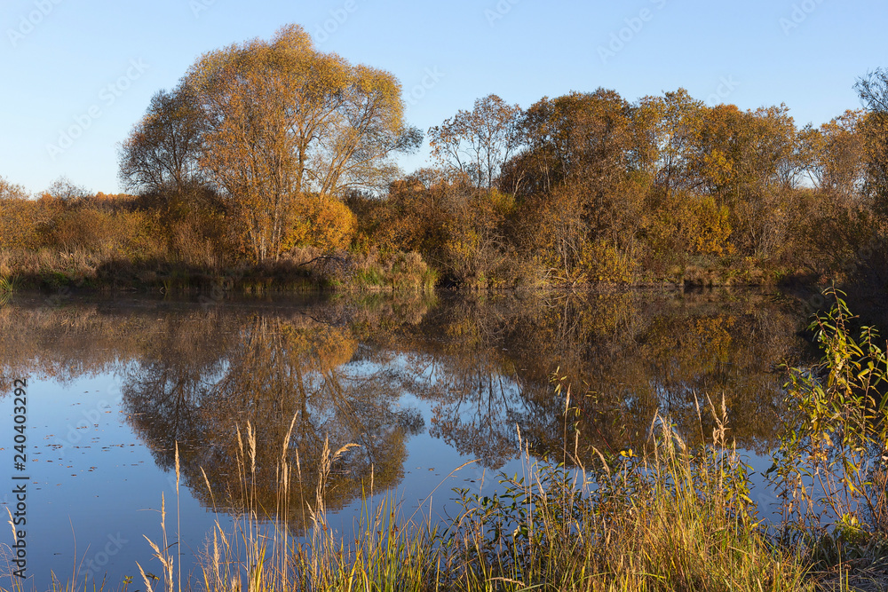 Obraz premium Village pond and vegetation around it. Golden Autumn. Frosty Sunny morning.