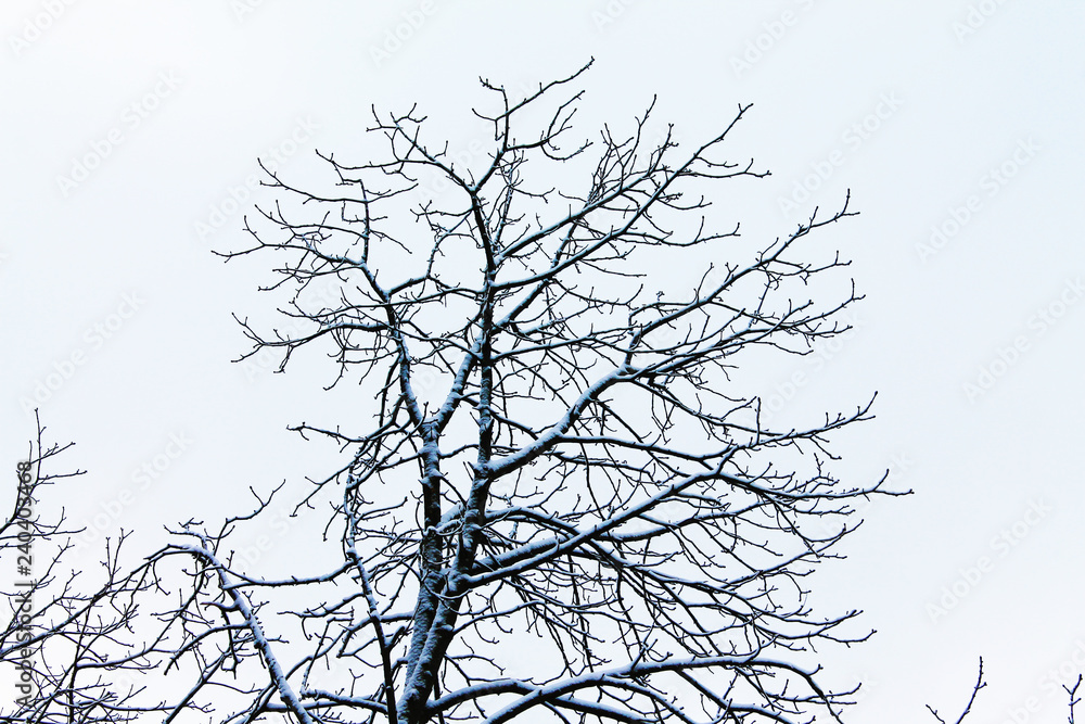 Winter. Christmas and New Year. Beautiful crossword of the branches of a snowy tree. Winter landscape