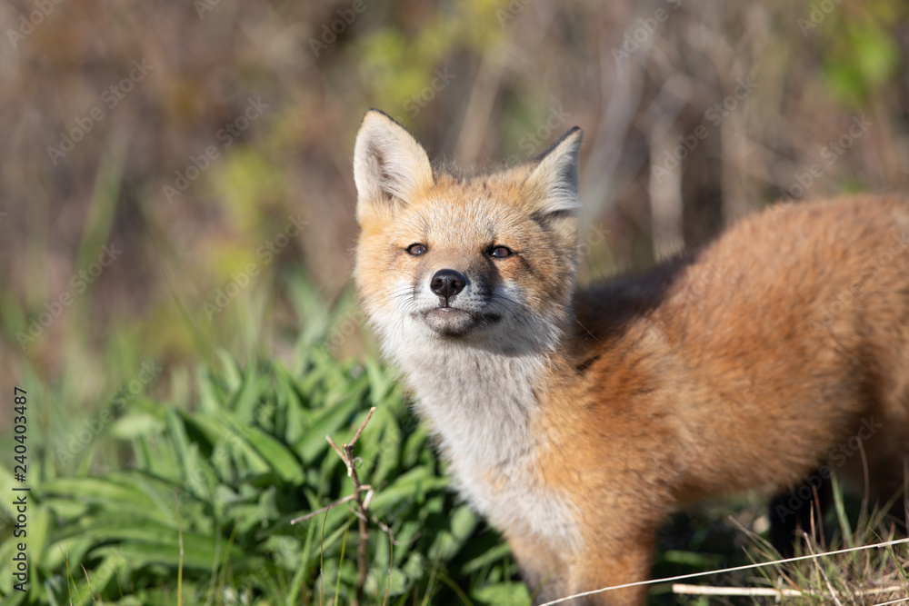 Curious fox kit
