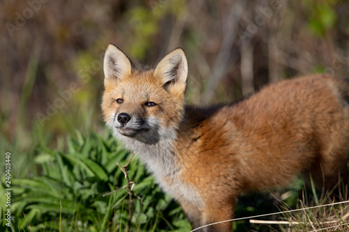 Curious fox kit © michel