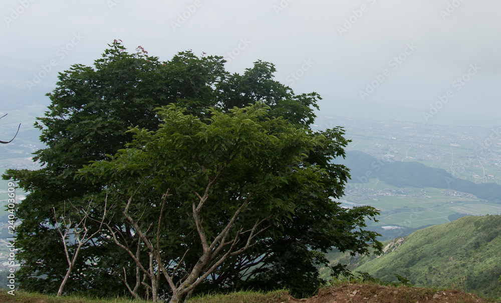 Big tree in the mountain Big tree in the mountain