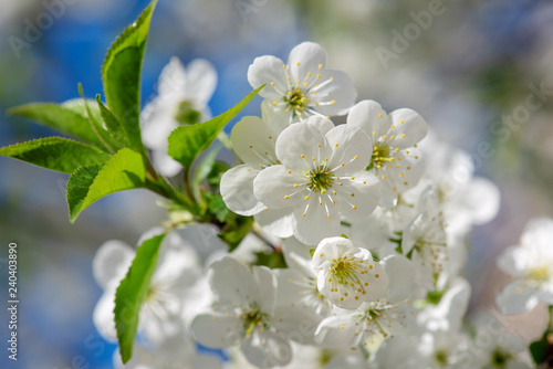 Cherry flowers frame