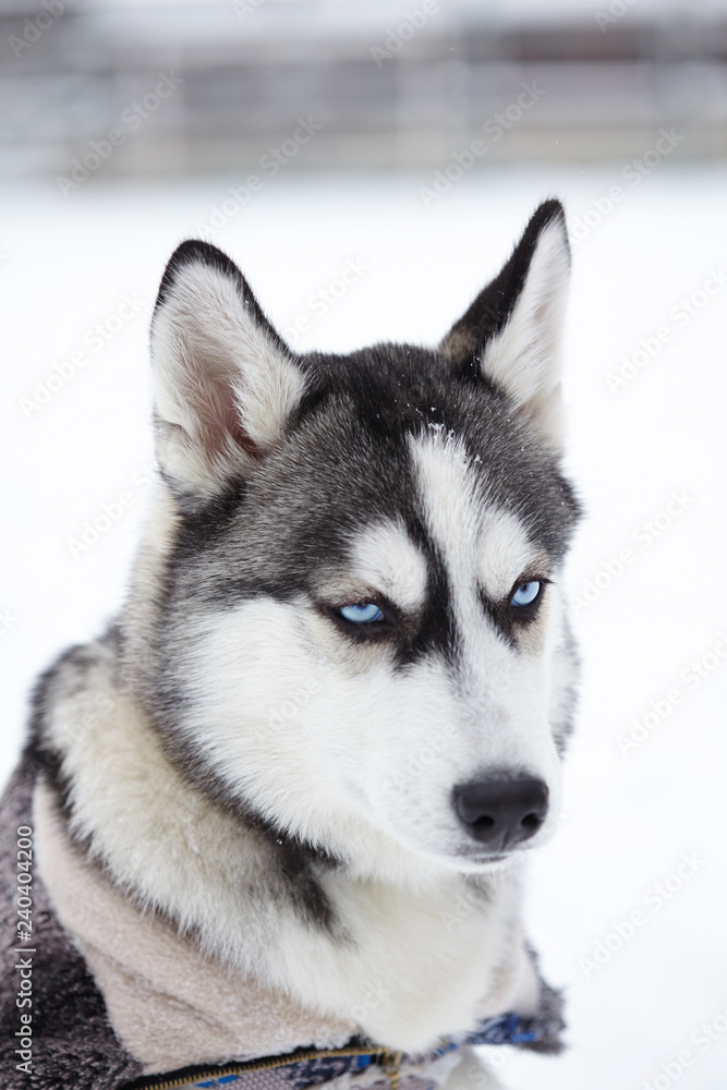 Siberian husky dog closeup portrait.Puppy.Emotion of dog.Looking serious