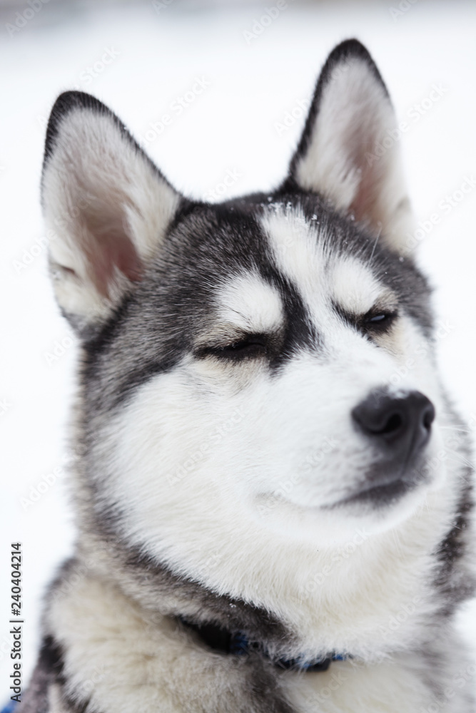 Siberian husky dog closeup portrait.Puppy.Emotion of dog.Close eyes.