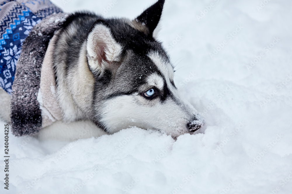 Naklejka premium Husky dog liying on the snow in winter.Closeup