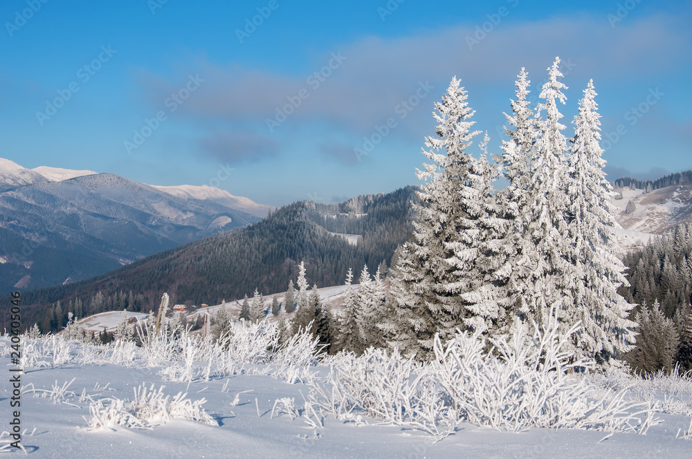 Winter sun landscape in a mountain forest