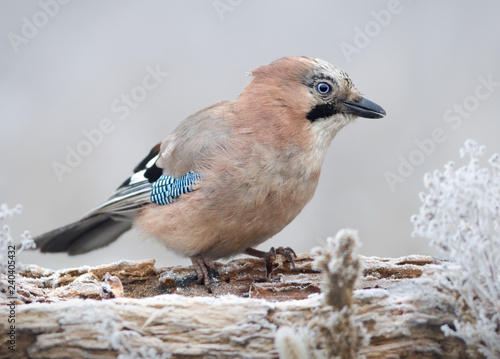 Eurasian jay (Garrulus glandarius) photo