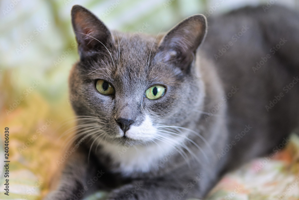 Grey cat portrait with blurred colorful background. Lovely petphoto for design, animal calendars, web, posters, prints