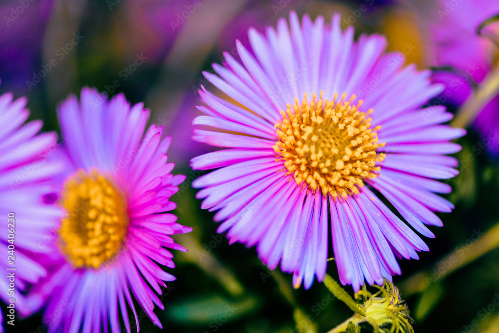 Obraz premium Colorful garden chrysanthemums. Gentle fuchsia flowers. Springtime, summer, autumn. Blooming flora. Artistic macro photo for nature calendars, greeting cards, birthday, invitations, posters