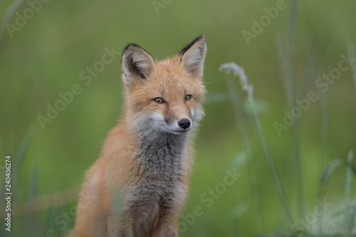 Fox kit © michel