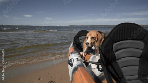 A beautiful Beagle dog stands in a kayak that is moored to the shore. Sunny summer day, front view, slow motion.