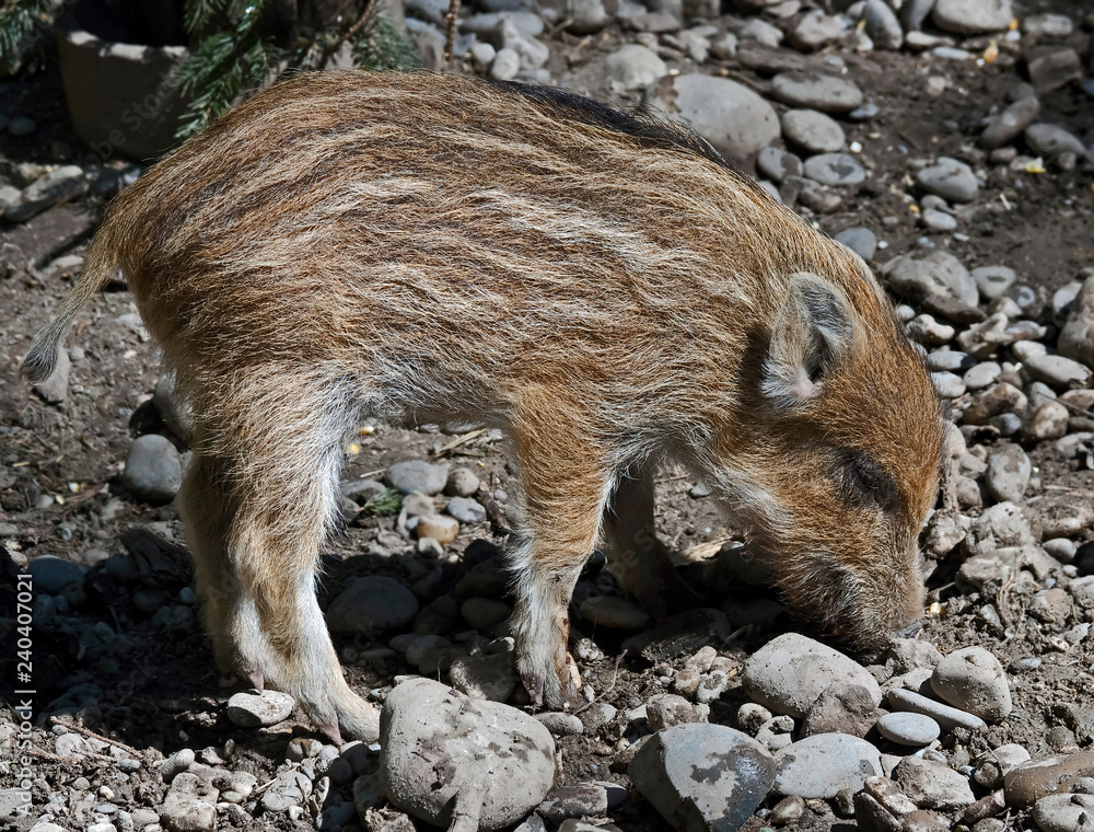 Wild boar piglet. Latin name - Sus scrofa Wild boar piglet. Latin name - Sus scrofa