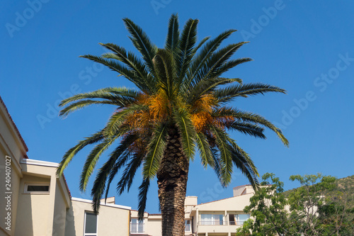 Date palm with ripe orange fruits
