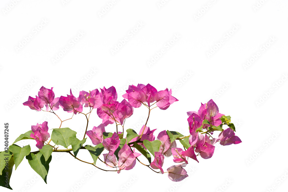 Bougainvilleas isolated on white background. Bougainvilleas isolated on white background.