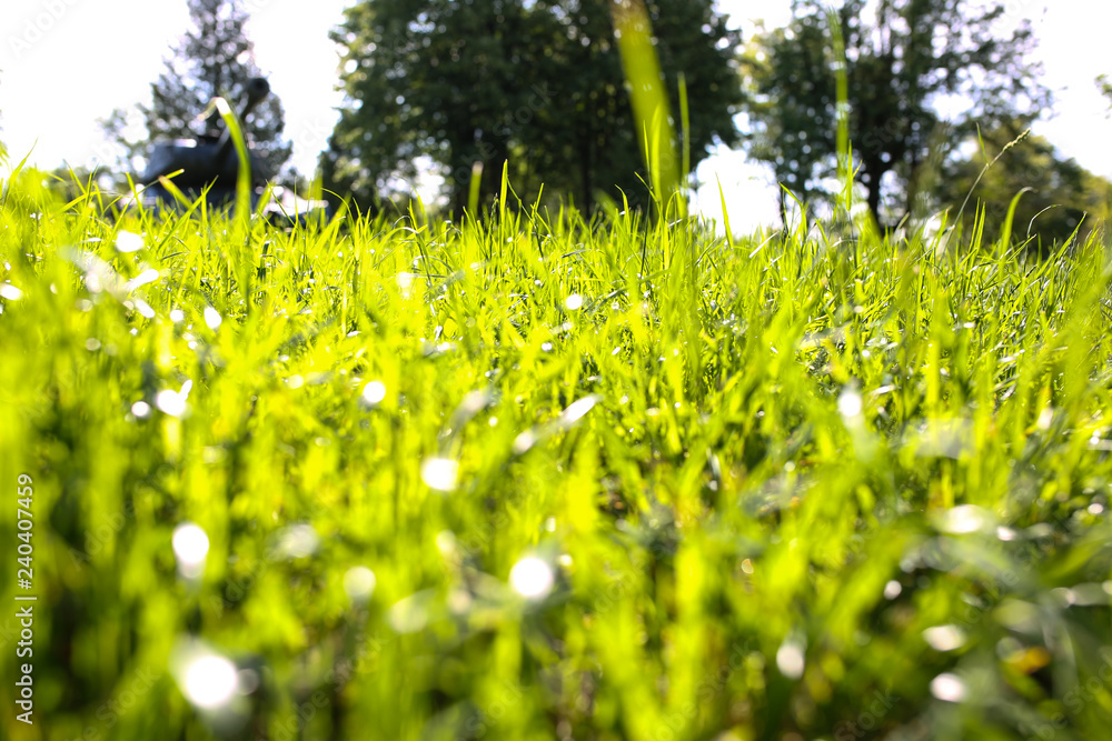 Fresh green grass background. Sunny nature wallpaper photo.