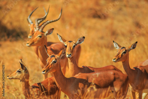 Side view of Impala group, Aepyceros Melampus, standing in Madikwe Game Reserve during game drive safari in South Africa. Blurred background. dry season.