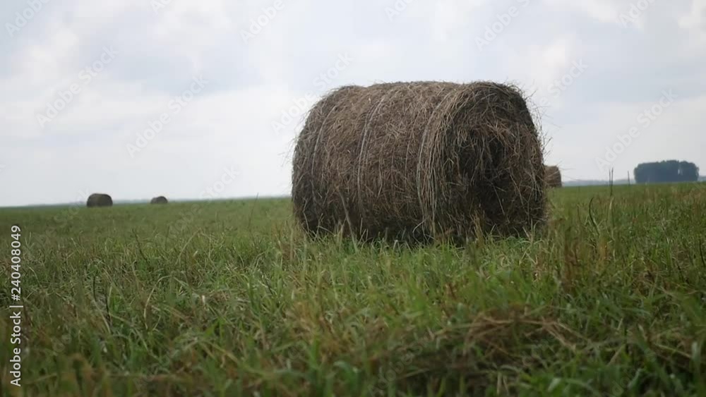 Fresh haystack flying around. 1920x1080, full hd Fresh haystack flying around. 1920x1080, full hd