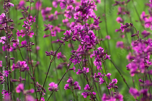 Purple field flowers on a green grass