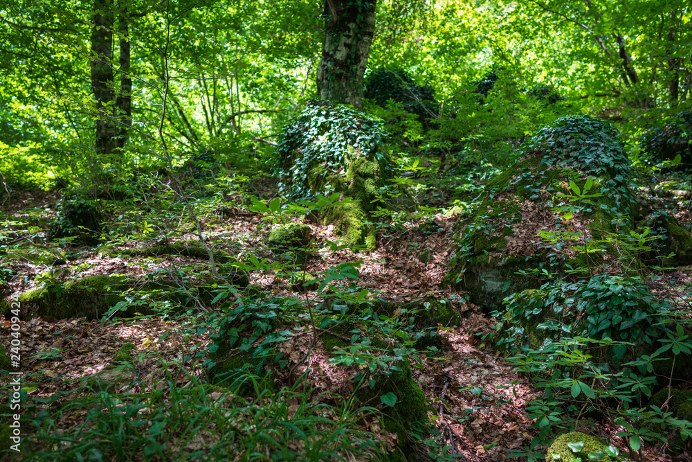 Fototapeta premium Glade in the tropical forest, covered with bumps and stones, densely overgrown with moss and grass