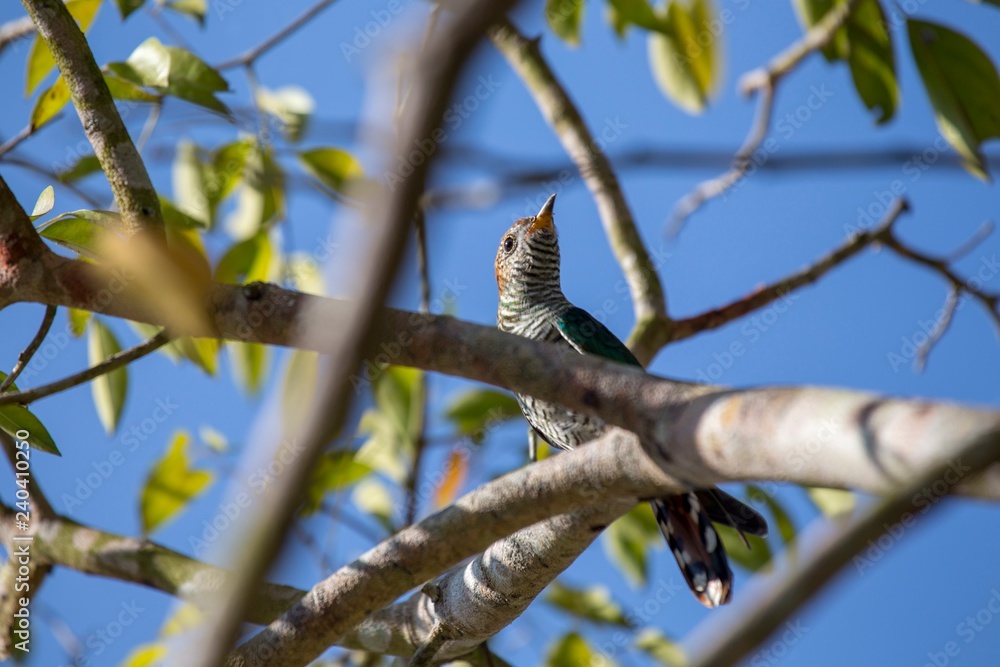 Asian Emerald Cuckoo (Chrysococcyx maculatus) Asian Emerald Cuckoo (Chrysococcyx maculatus)