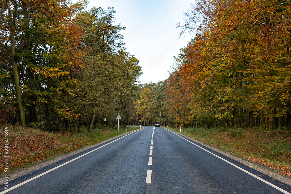 Fototapeta premium road in autumn