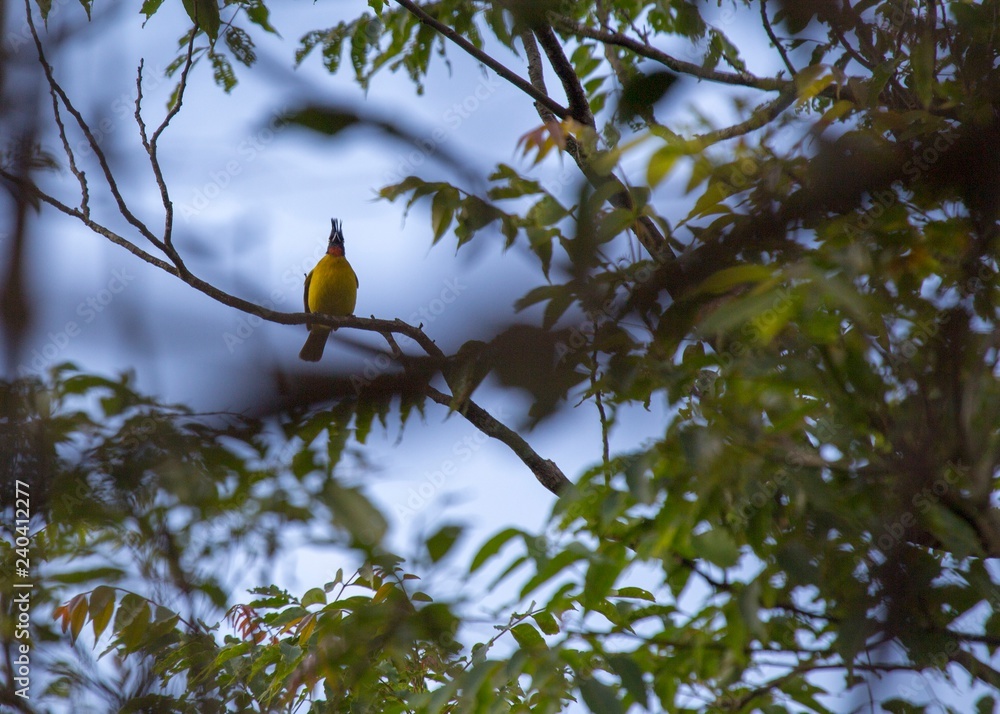 Black-Crested bulbul (Pycnonotus flaviventris) Black-Crested bulbul (Pycnonotus flaviventris)