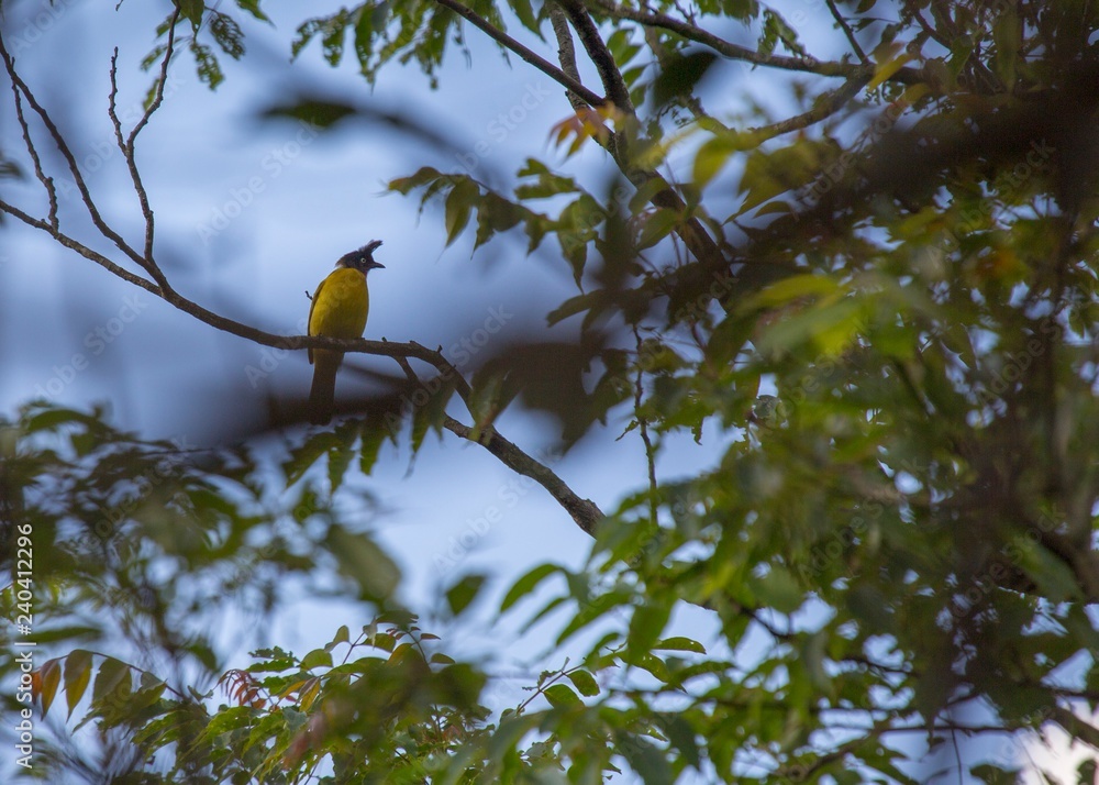 Black-Crested bulbul (Pycnonotus flaviventris) Black-Crested bulbul (Pycnonotus flaviventris)