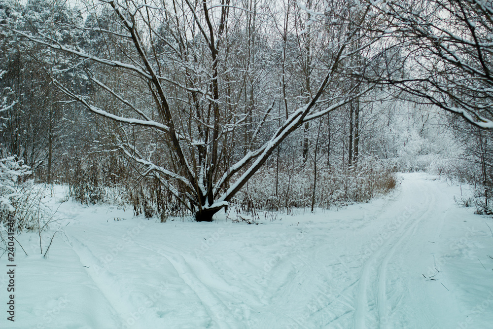 Naklejka premium winter landscape with trees and road in winter
