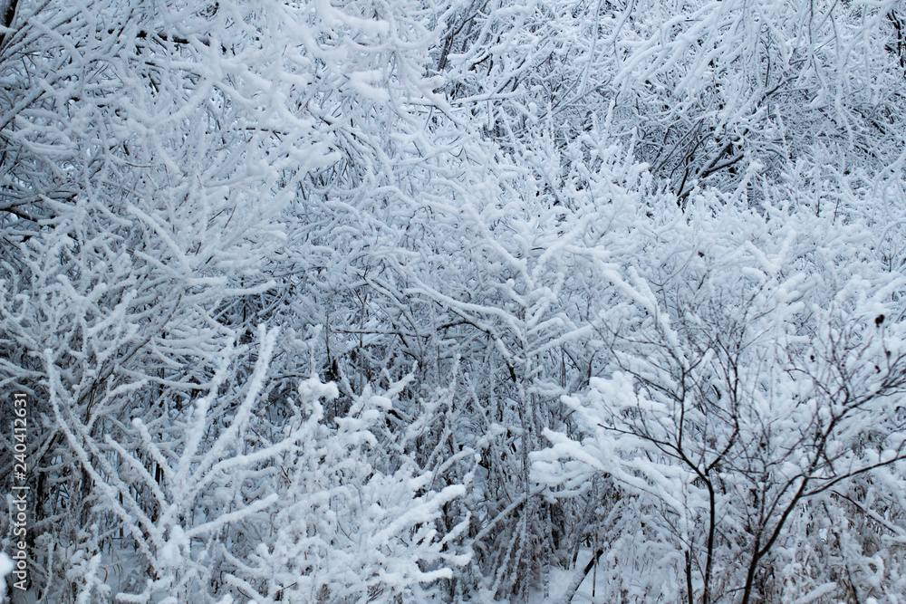 snow covered trees snow covered trees
