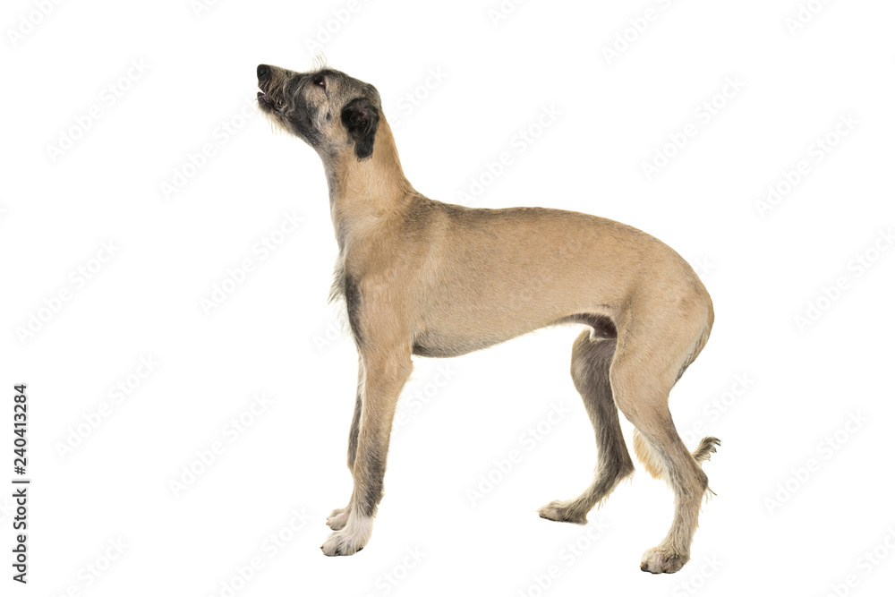 Blonde young ( 7 months old ) Irish wolfhound dog standing sideways isolated on white background