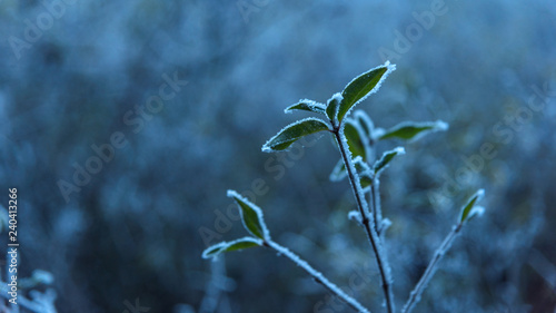 Frozen green plant closeup in the forest