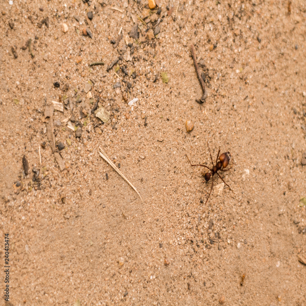 fire ant in Imperatriz-MA, Brazil fire ant in Imperatriz-MA, Brazil