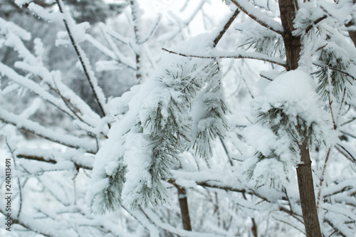 snow covered pine trees © Alexnow