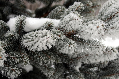 Spruce branches sprinkled with snow stand in winter © Снежана Кудрявцева