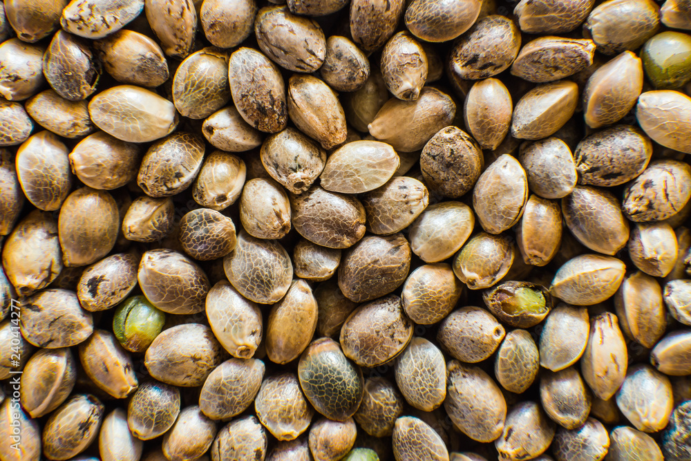 Many Cannabis seeds. Organic Hemp seed. Top view. Hemp seeds background in macro. Macro detail of marijuana seed. - obrazy, fototapety, plakaty 
