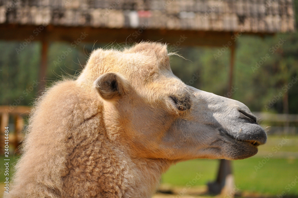 Obraz premium Sleeping one humped camel portrait