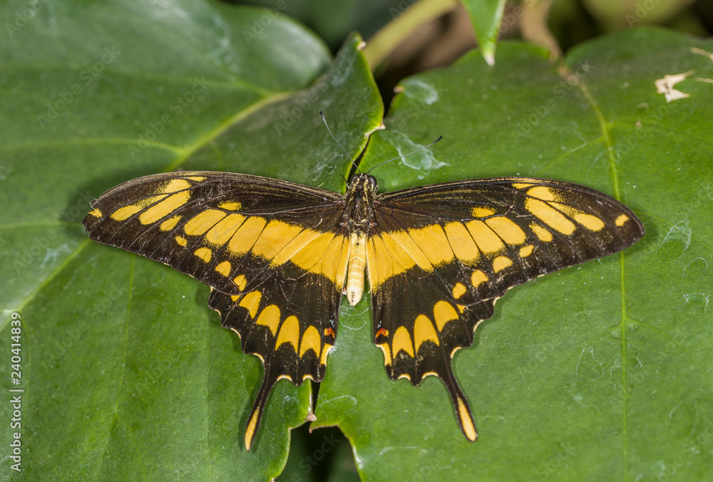 Butterflies in Butterfly house Butterflies in Butterfly house