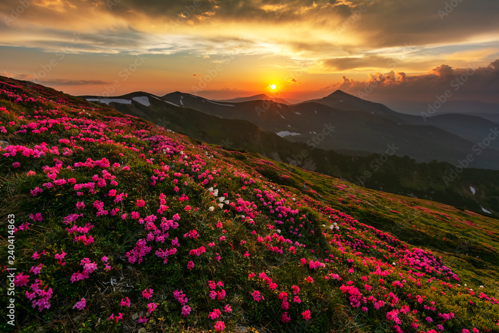 Obraz premium A beautiful summer evening in the Ukrainian Carpathian Mountains, covered with flowering rhododendron with millions of magic flowers, covered around.