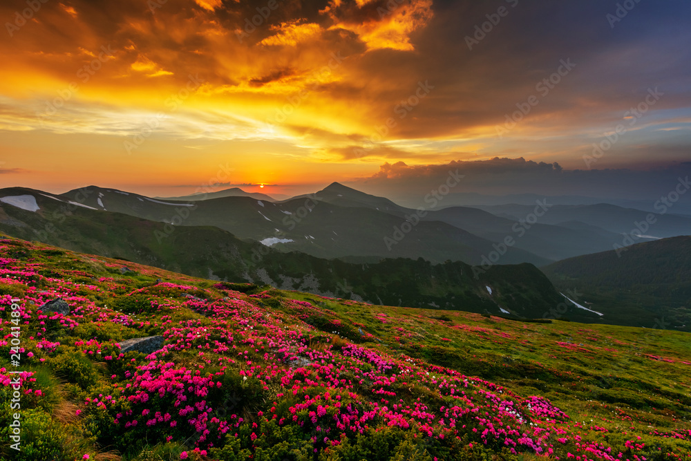 A beautiful summer evening in the Ukrainian Carpathian Mountains, covered with flowering rhododendron with millions of magic flowers, covered around.