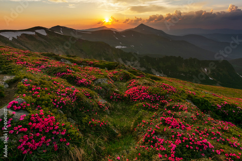 A beautiful summer evening in the Ukrainian Carpathian Mountains, covered with flowering rhododendron with millions of magic flowers, covered around. © reme80