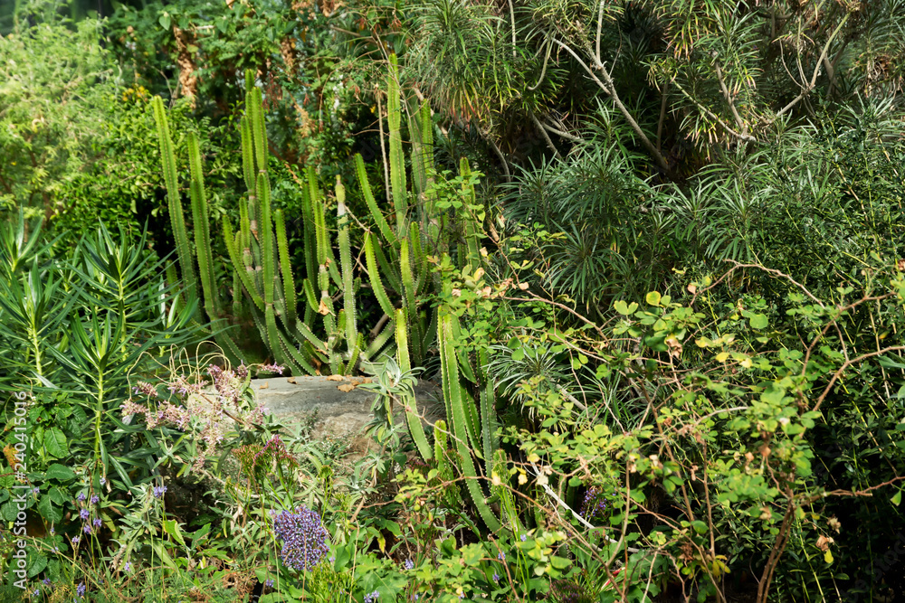 Desert plants in Royal Botanic Gardens, Kew ( Richmond ) Desert plants in Royal Botanic Gardens, Kew ( Richmond )