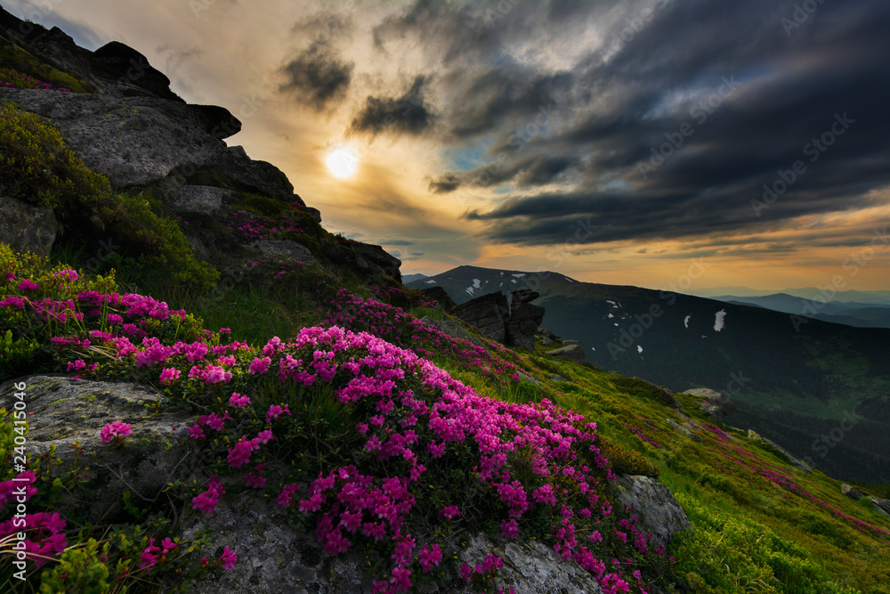 Fototapeta premium A beautiful summer evening in the Ukrainian Carpathian Mountains, covered with flowering rhododendron with millions of magic flowers, covered around.