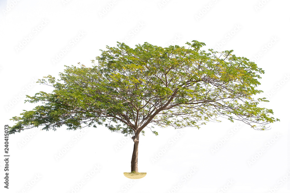 Obraz premium Rain tree isolated on white background.Tree isolated on white background.