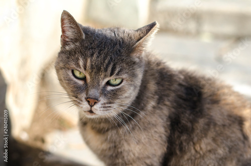 gray cat portrait close up in the street Athens, Greece