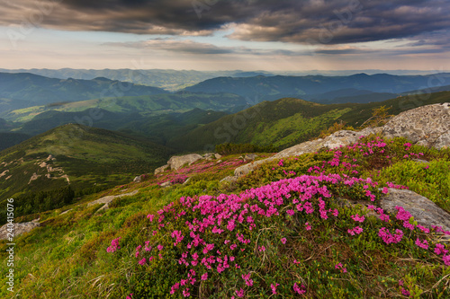 A beautiful summer evening in the Ukrainian Carpathian Mountains  covered with flowering rhododendron with millions of magic flowers  covered around.