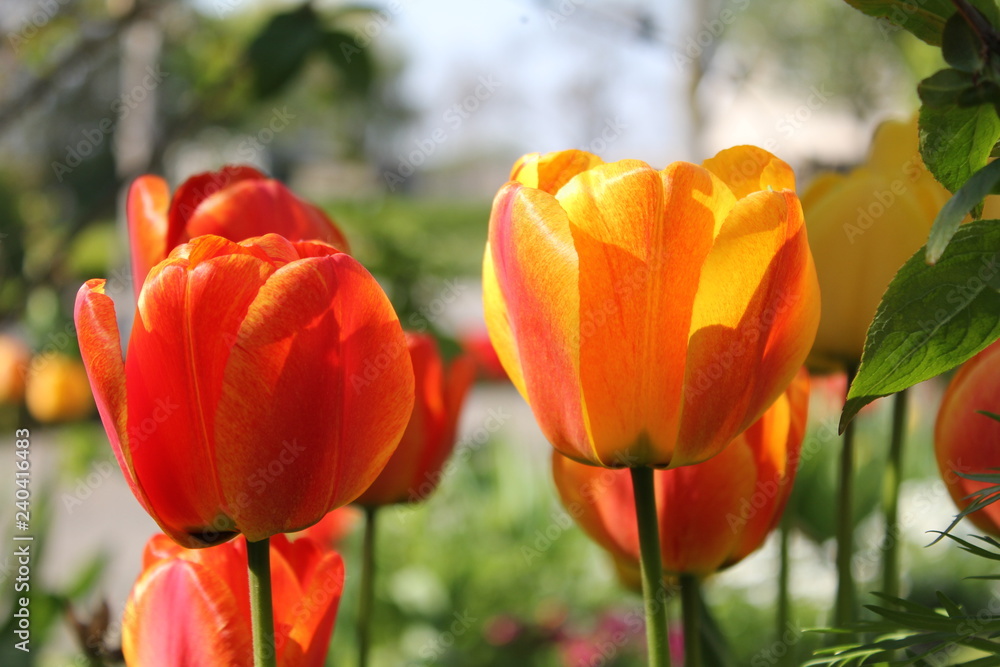beautiful tulips closeup in the garden with a beautiful bokeh in spring beautiful tulips closeup in the garden with a beautiful bokeh in spring